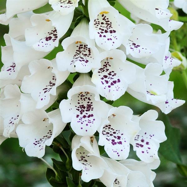 Digitalis Dalmatian White Bloom