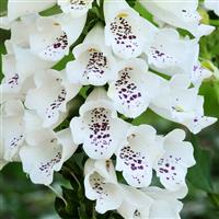 Digitalis Dalmatian White Bloom