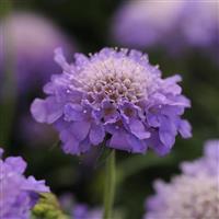 Scabiosa Blue Note Bloom