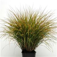 Sirocco ColorGrass® Anemanthele Container