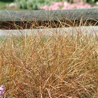 Sirocco ColorGrass® Anemanthele Landscape