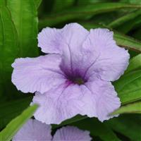 Ruellia Southern Star Blue Bloom