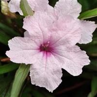 Ruellia Southern Star Pink Bloom