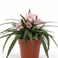 Ruellia Southern Star Pink Container