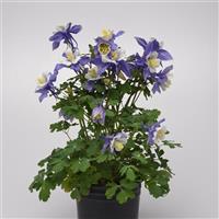 Aquilegia Earlybird™ Blue White Container