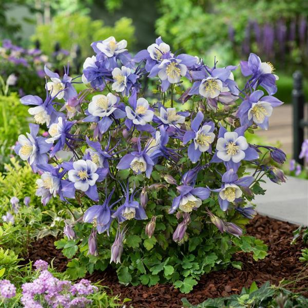 Aquilegia Earlybird™ Blue White Garden