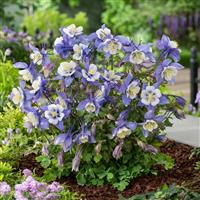 Aquilegia Earlybird™ Blue White Garden