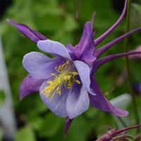 Aquilegia Earlybird™ Purple Blue Bloom