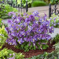 Aquilegia Earlybird™ Purple Blue Garden