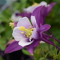 Aquilegia Earlybird™ Purple White Bloom