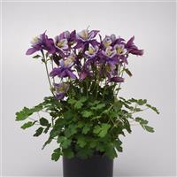 Aquilegia Earlybird™ Purple White Container