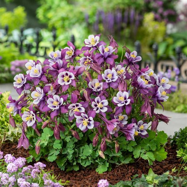 Aquilegia Earlybird™ Purple White Garden