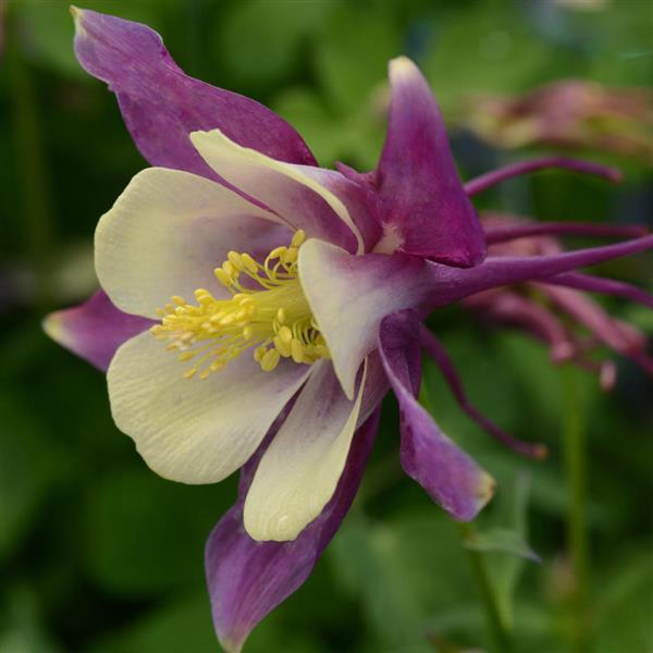 Aquilegia Earlybird™ Purple Yellow Bloom