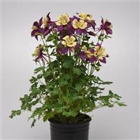 Aquilegia Earlybird™ Purple Yellow Container