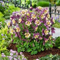 Aquilegia Earlybird™ Purple Yellow Garden