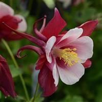 Aquilegia Earlybird™ Red White Bloom