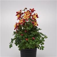 Aquilegia Earlybird™ Red Yellow Container