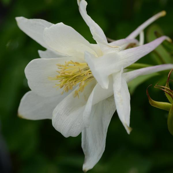 Aquilegia Earlybird™ White Bloom