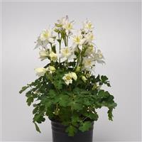 Aquilegia Earlybird™ White Container