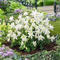 Aquilegia Earlybird™ White Garden