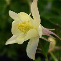 Aquilegia Earlybird™ Yellow Bloom