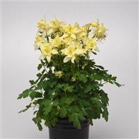 Aquilegia Earlybird™ Yellow Container