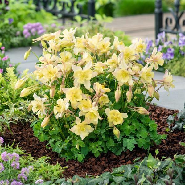 Aquilegia Earlybird™ Yellow Garden