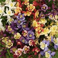 Aquilegia Earlybird™ Mixture Bloom