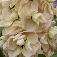 Aida Apricot Matthiola Bloom