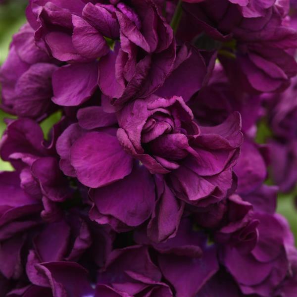 Aida Purple Matthiola Bloom