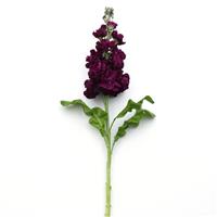 Aida Purple Matthiola Single Stem, White Background