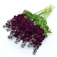 Aida Purple Matthiola Grower Bunch