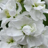 Aida White Matthiola Bloom