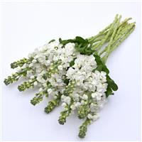 Aida White Matthiola Grower Bunch