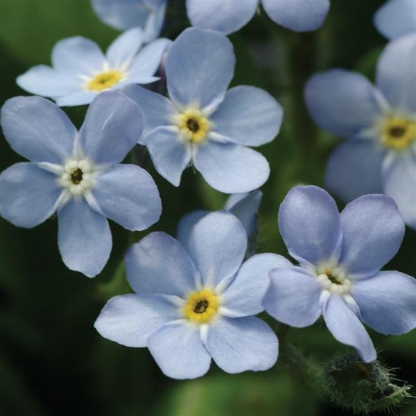 Myosotis Mon Amie Blue Bloom