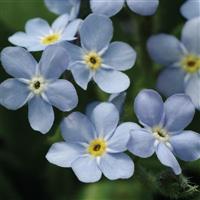 Myosotis Mon Amie Blue Bloom