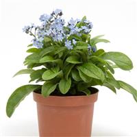 Myosotis Mon Amie Blue Container