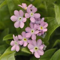 Myosotis Mon Amie Pink Bloom