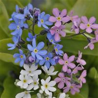 Myosotis Mon Amie Mixture Bloom