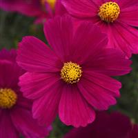 Sonata™ Carmine Cosmos Bloom