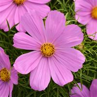 Sonata™ Pink Cosmos Bloom