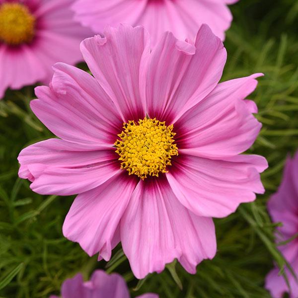 Sonata™ Pink Blush Cosmos Bloom