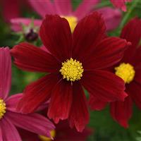 Sonata™ Red Shades Cosmos Bloom