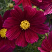 Sonata™ Purple Shades Cosmos Bloom