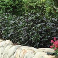 Black Pearl Ornamental Pepper Commercial Landscape 1