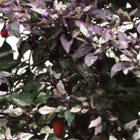 Calico Ornamental Pepper Bloom