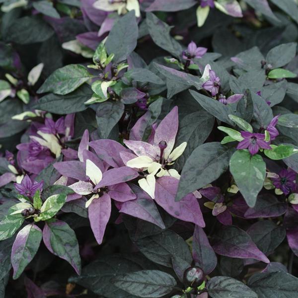 Purple Flash Ornamental Pepper Bloom