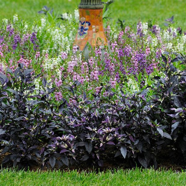 Purple Flash Ornamental Pepper Landscape