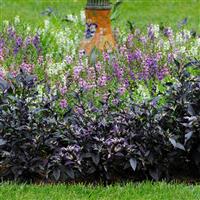 Purple Flash Ornamental Pepper Landscape
