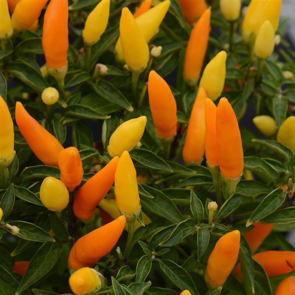 Sedona Sun Ornamental Pepper Bloom